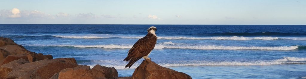 Eagle at South Wall