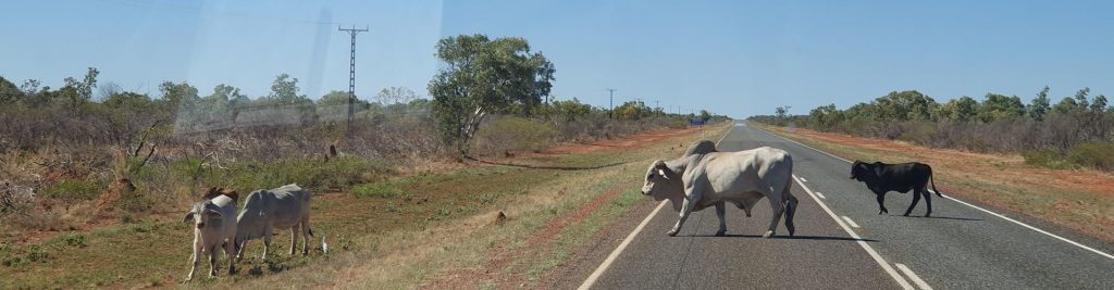 Cattle Crossing Road