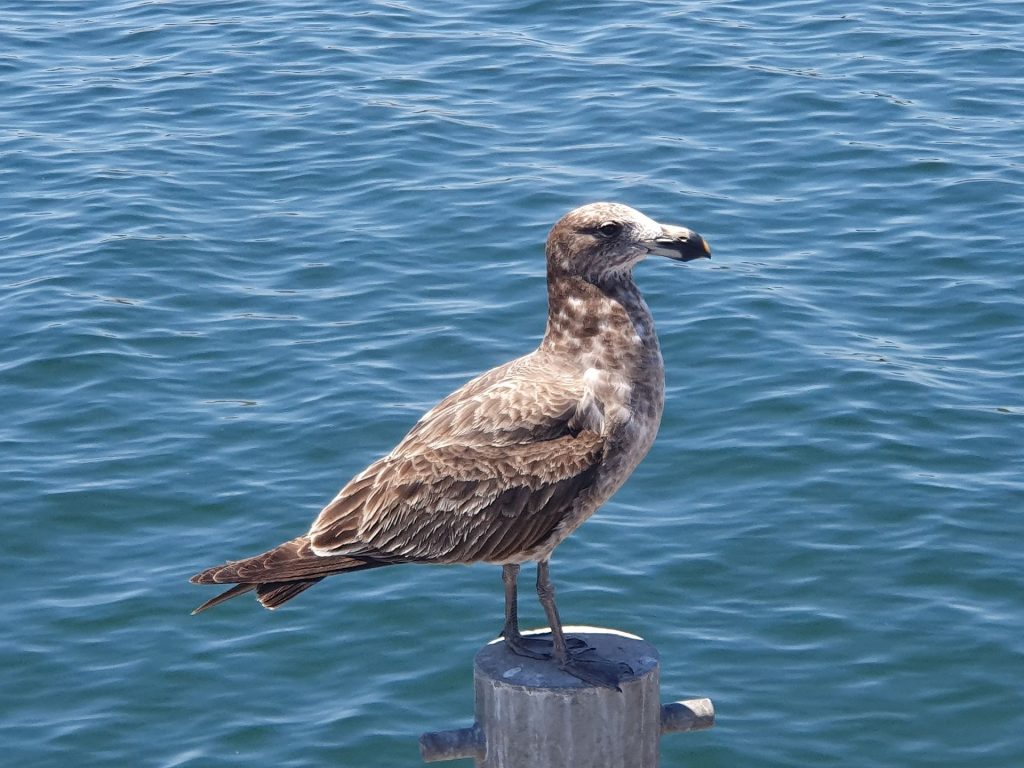 Juvenile Pacific Gull