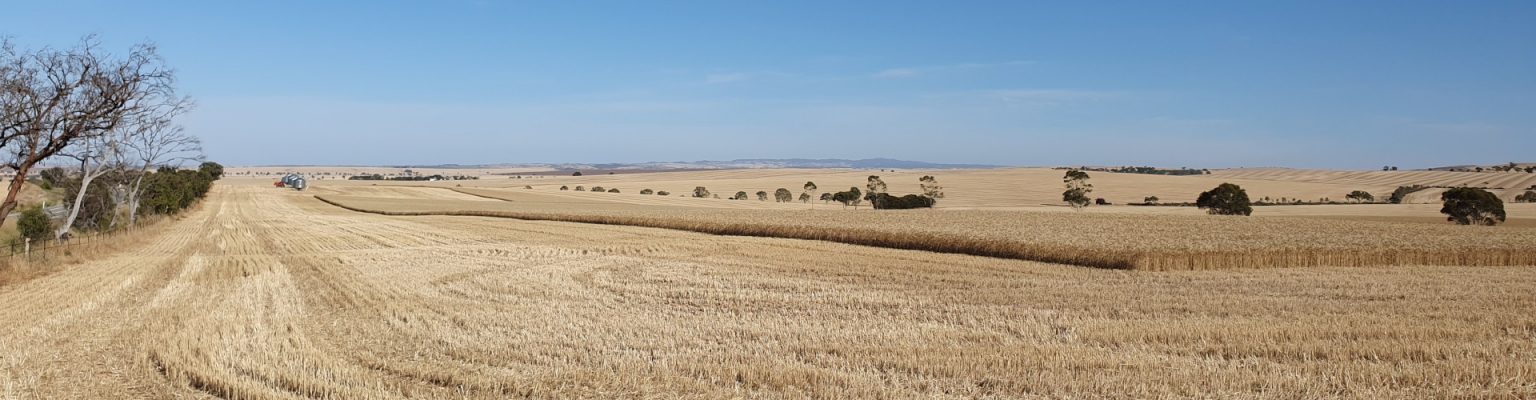 Gwyder HW Wheat Fields